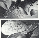 Image of the front of the Local Band EP